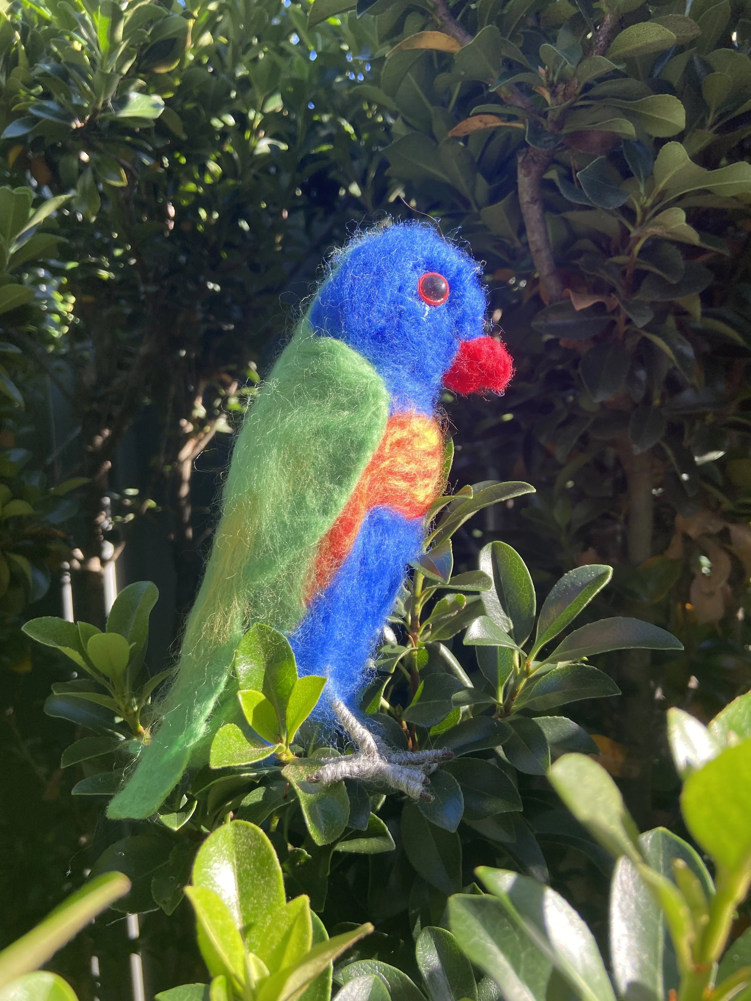 Rainbow Lorikeet