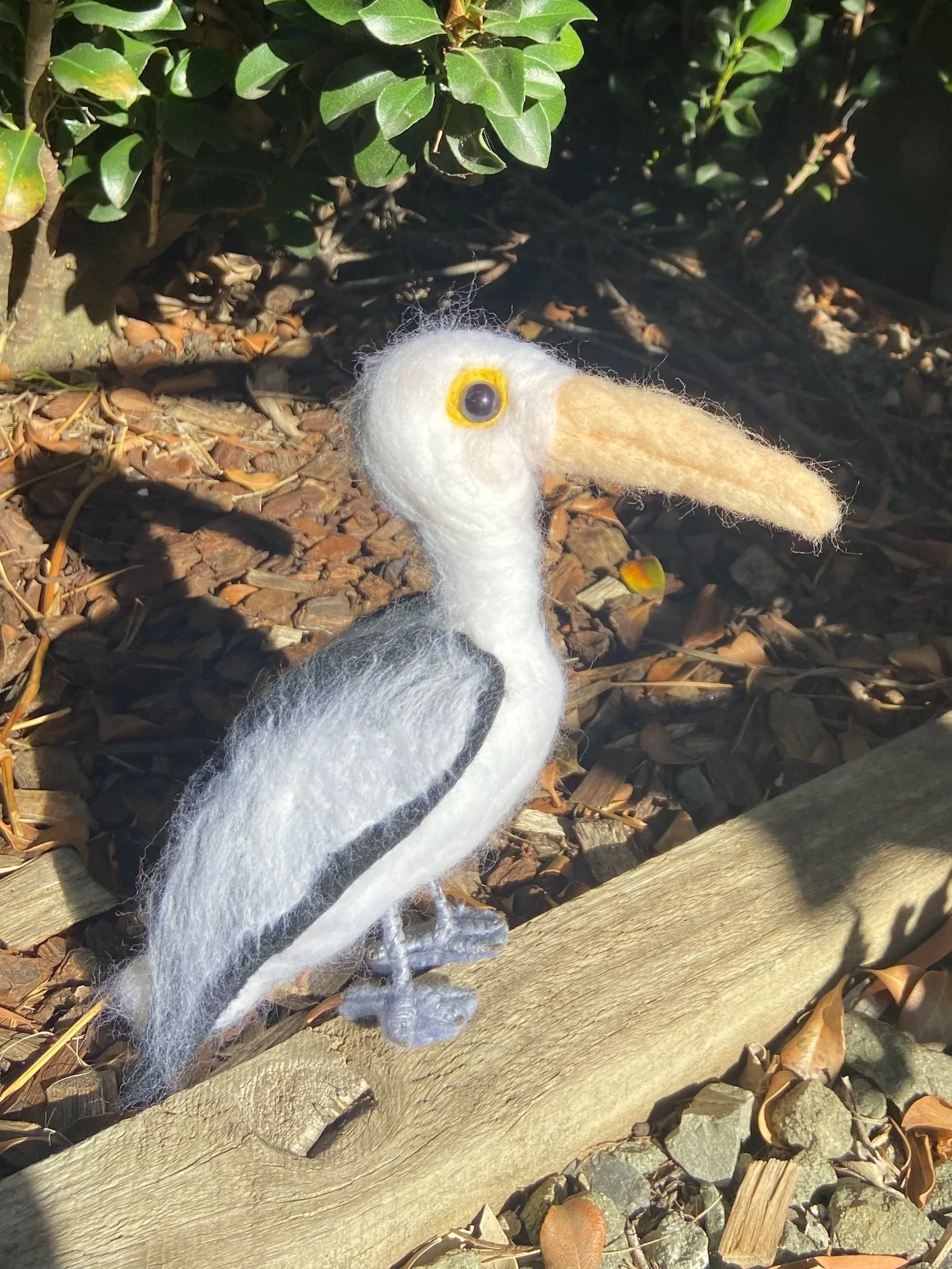 Australian Pelican