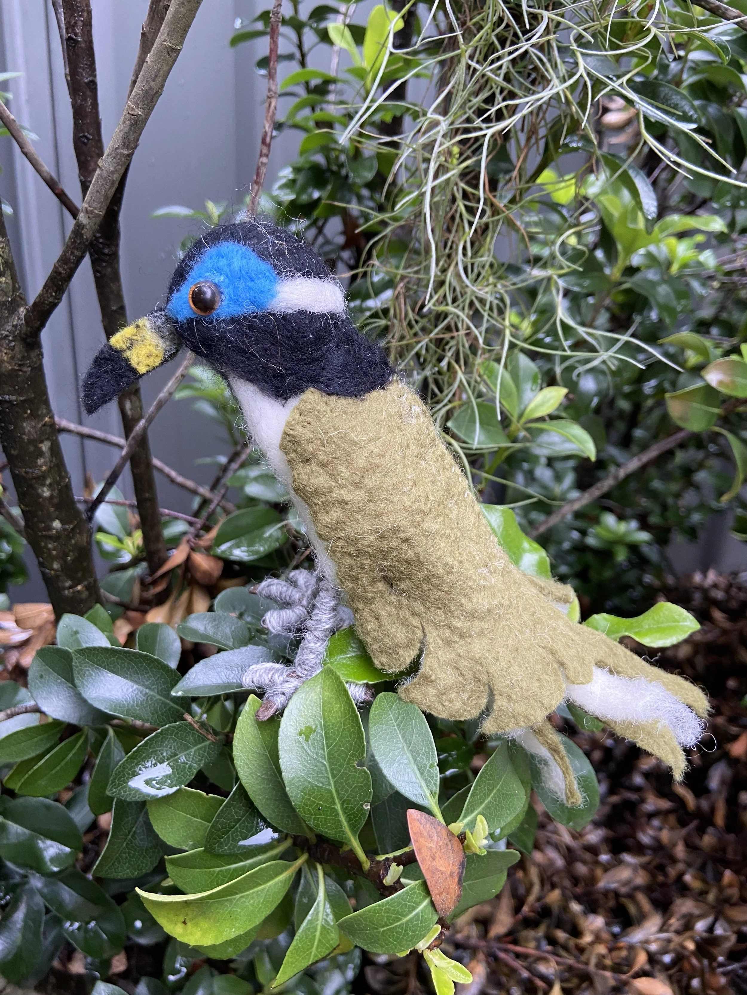Blue-faced Honeyeater