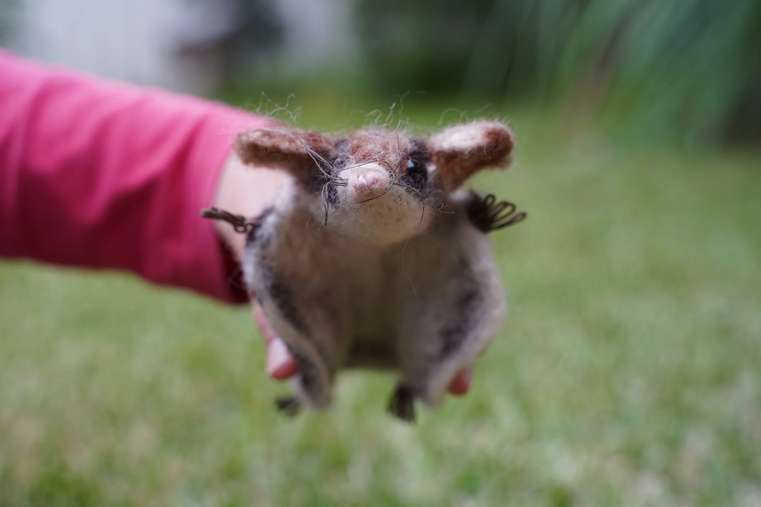 Squirrel Glider