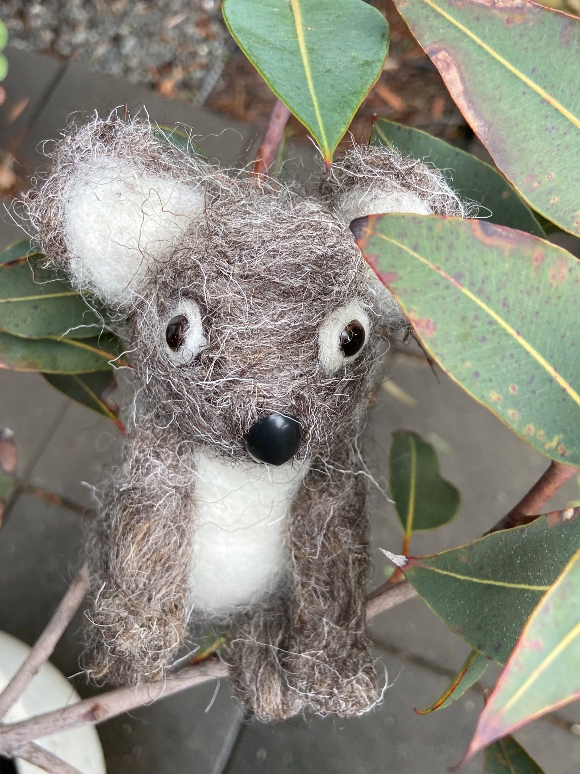 Koala