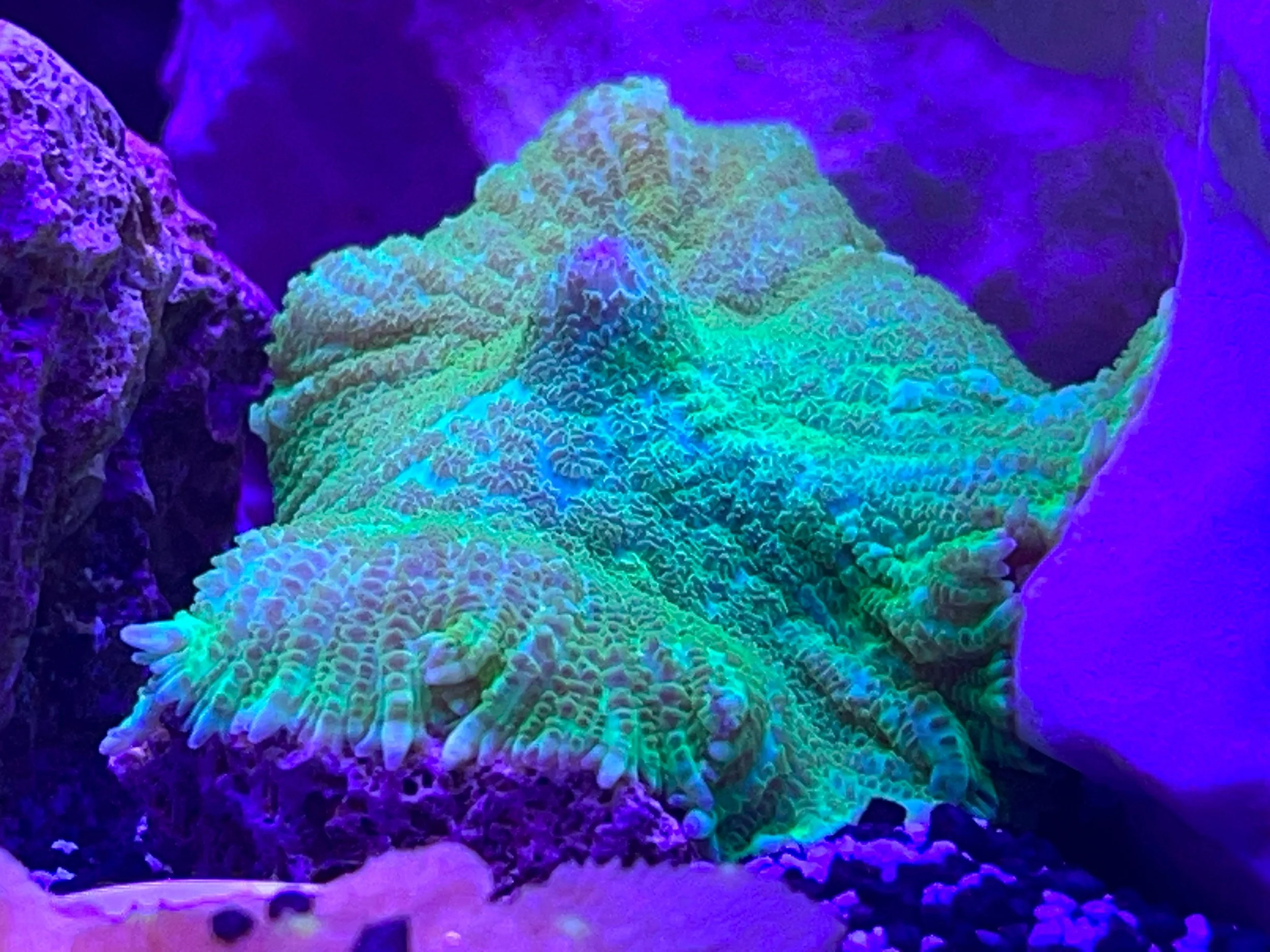 Ultra Green Grade A Rhodactis (AC)