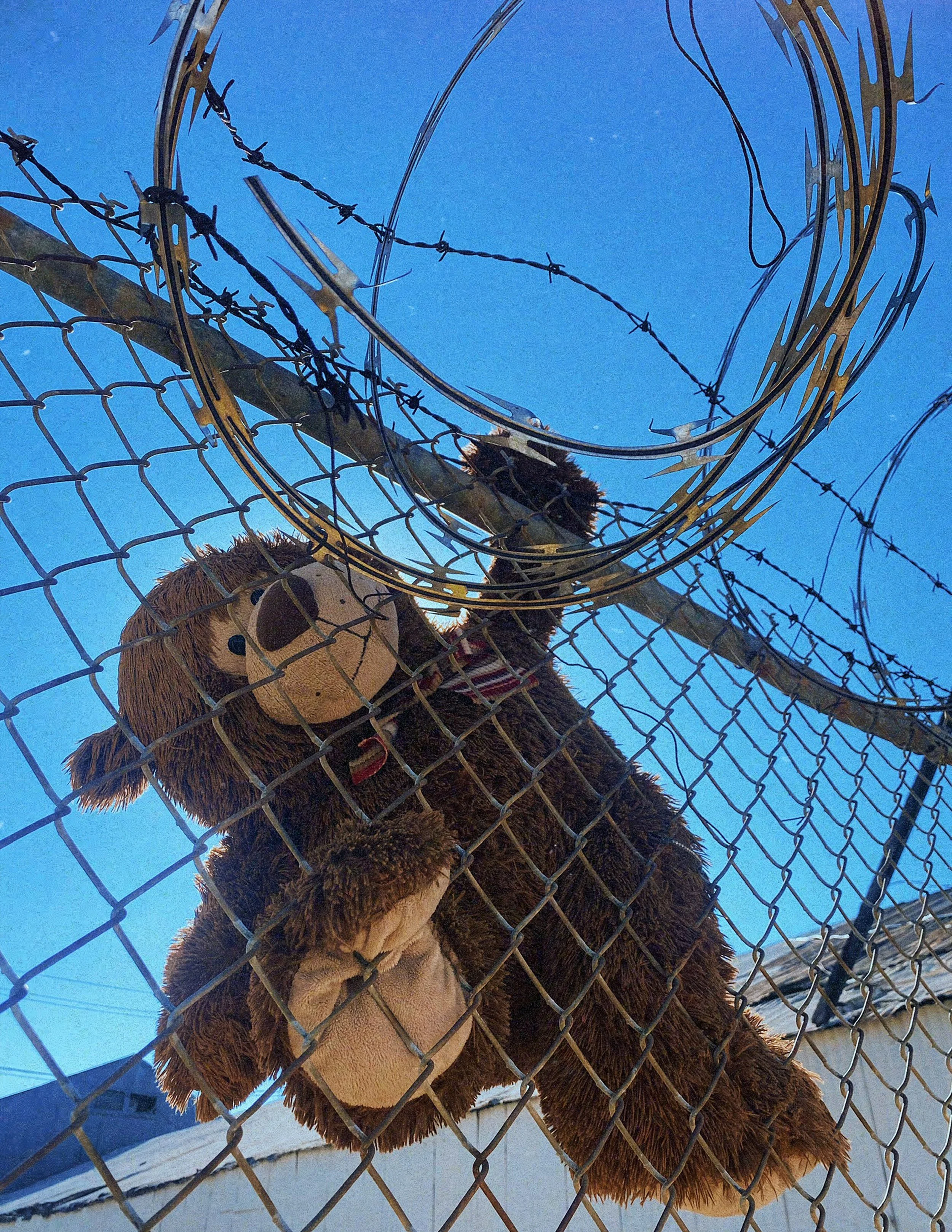 bearwire.jpg