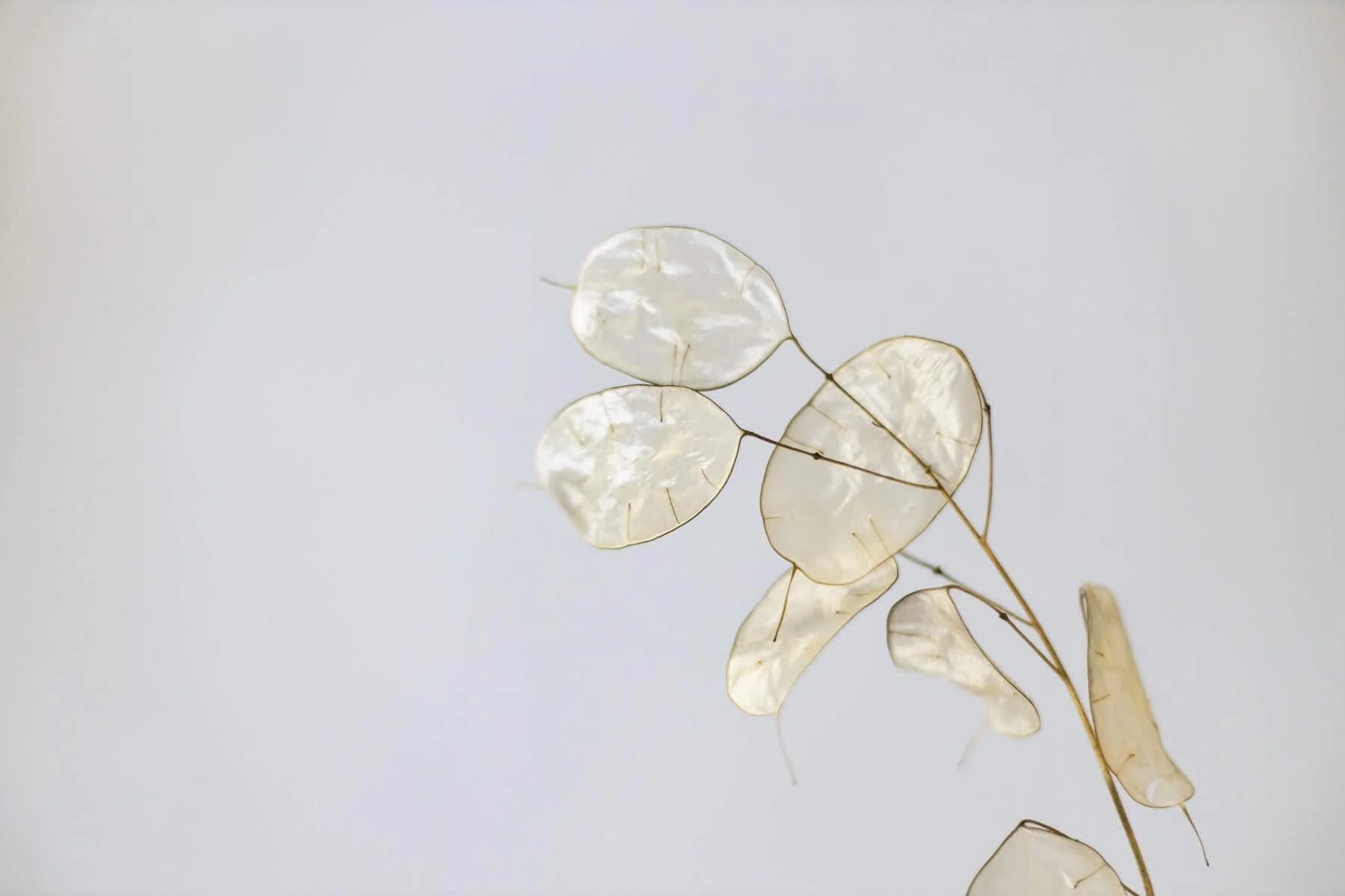 flora lee-2792_Original.JPG