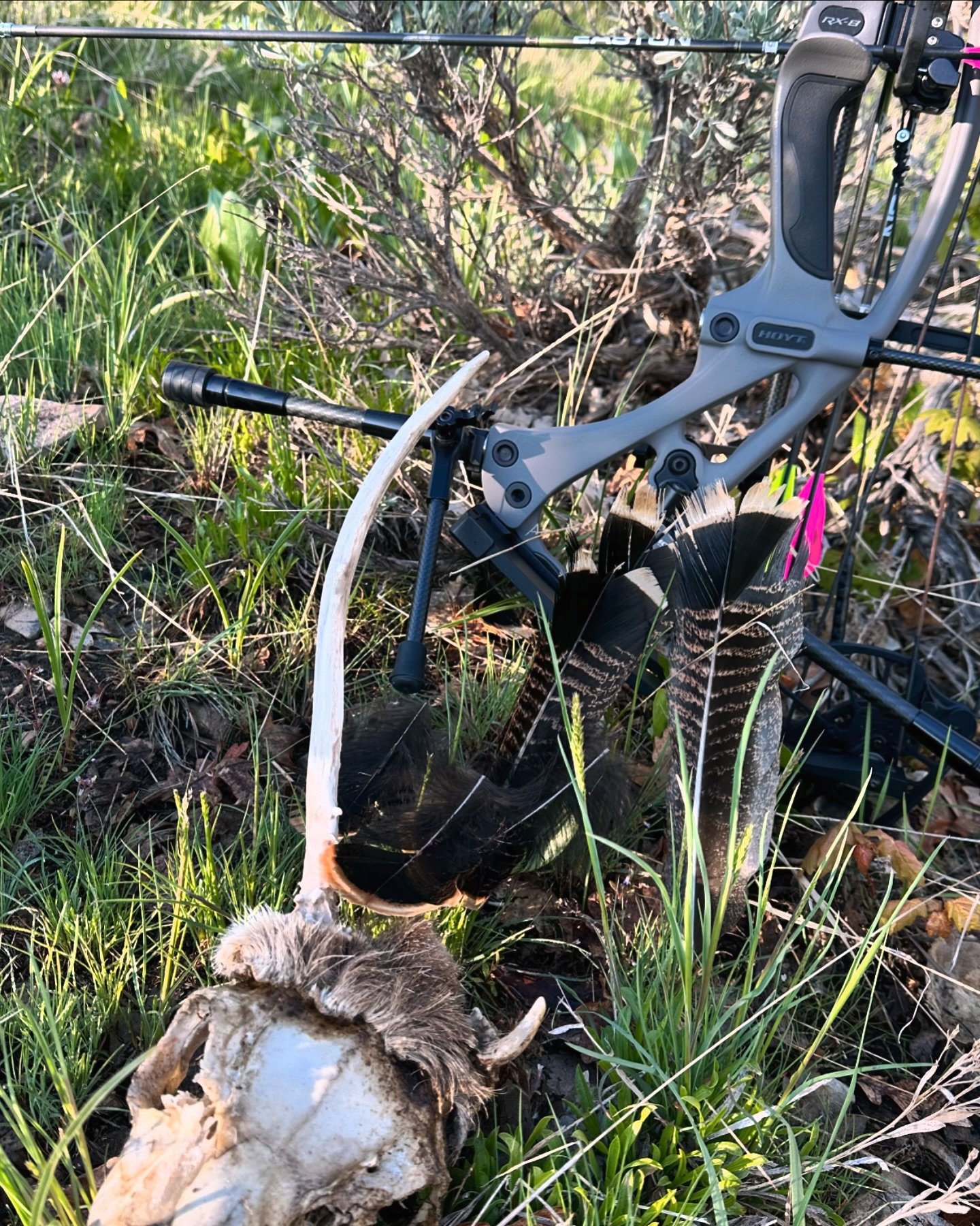 Consolation prize for taking 3 feathers off&hellip;. Runnin and gunnin turkeys is fun!!!! Gives you practical experience, and everyday you are in the woods with your bow can give you valuable lessons preparing you for elk season. This weeks lesson&he