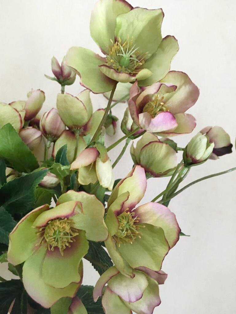 Video: How to Grow, Hydrate, and Hold Hellebores as Cut Flowers
