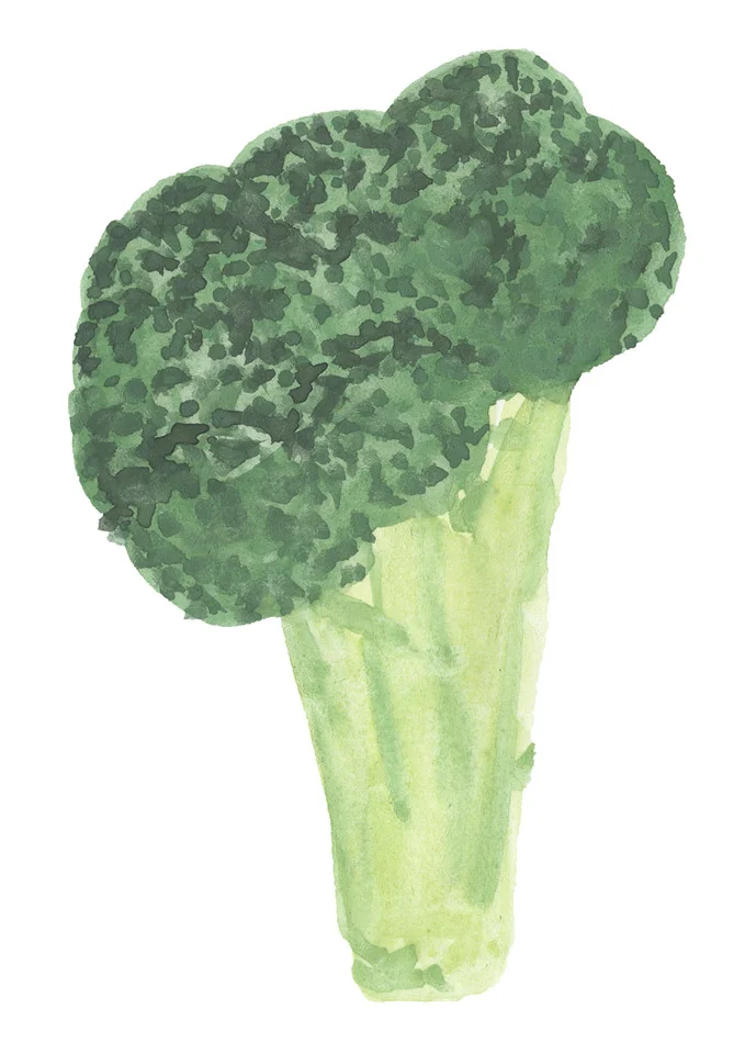illustration-broccoli-deborahlaetsch.jpg
