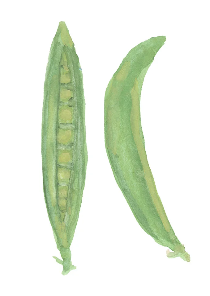 illustration-erbse-deborahlaetsch.jpg