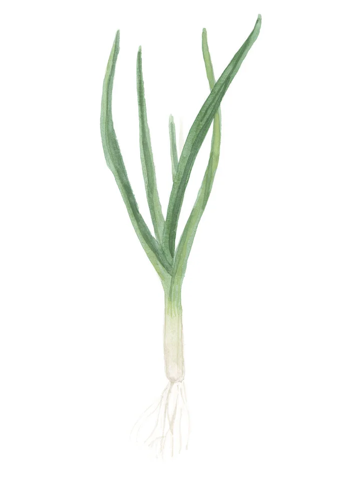 illustration-lauch-deborahlaetsch.jpg