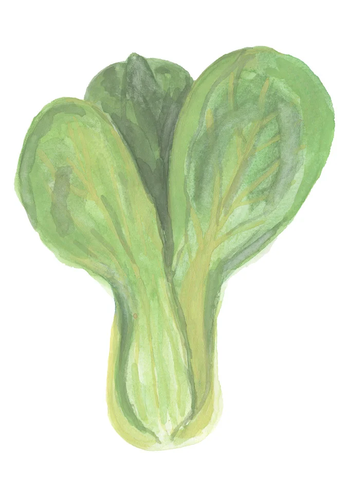 illustration-pakchoi-deborahlaetsch.jpg