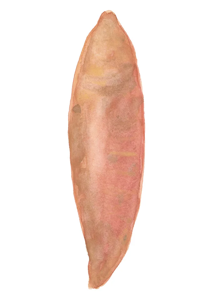 illustration-yamswurzel-deborahlaetsch.jpg