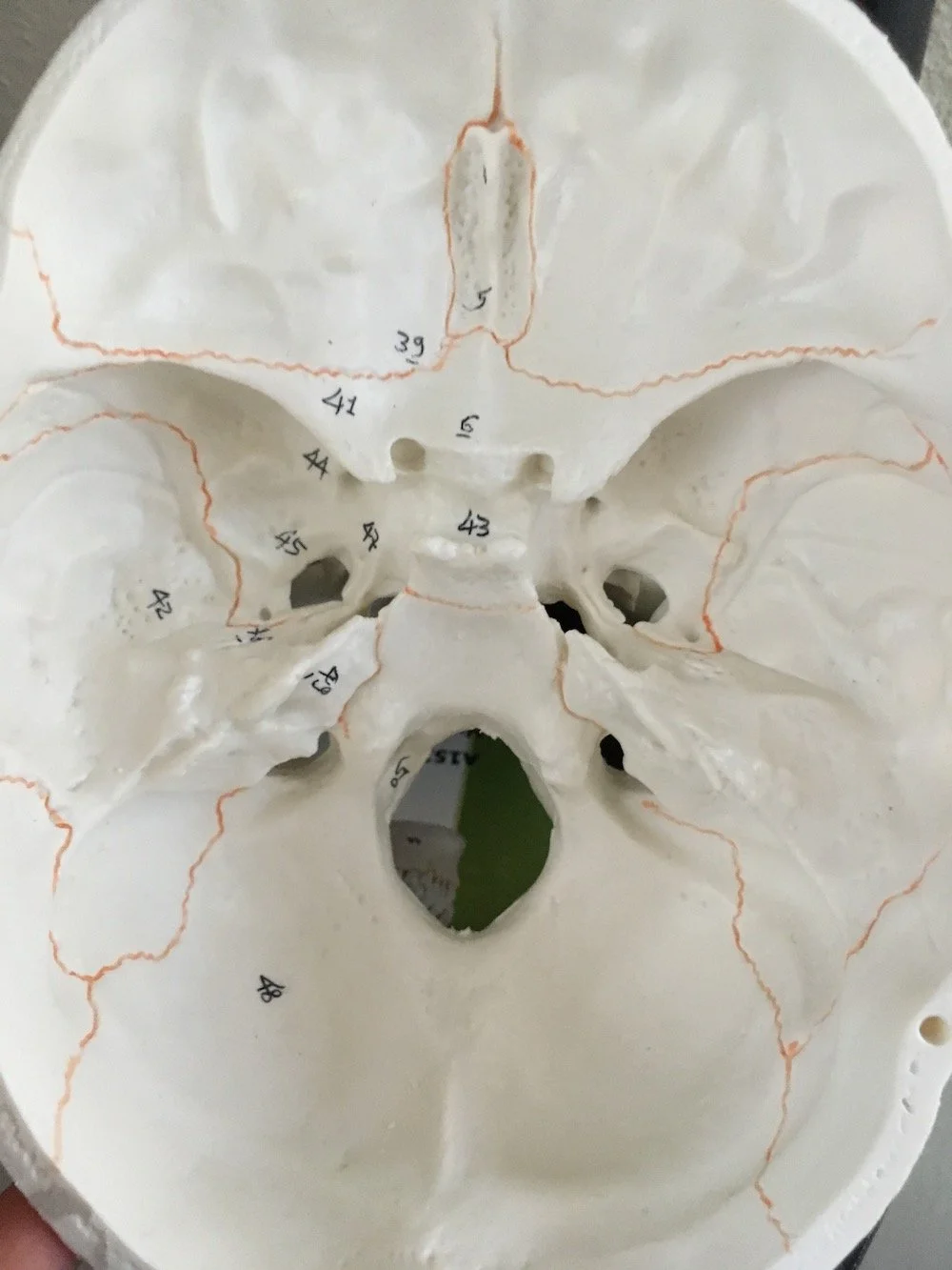 Anatomy