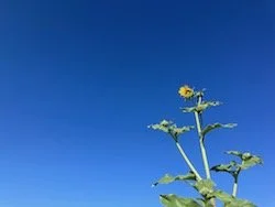 Sunflower growing into Sky
