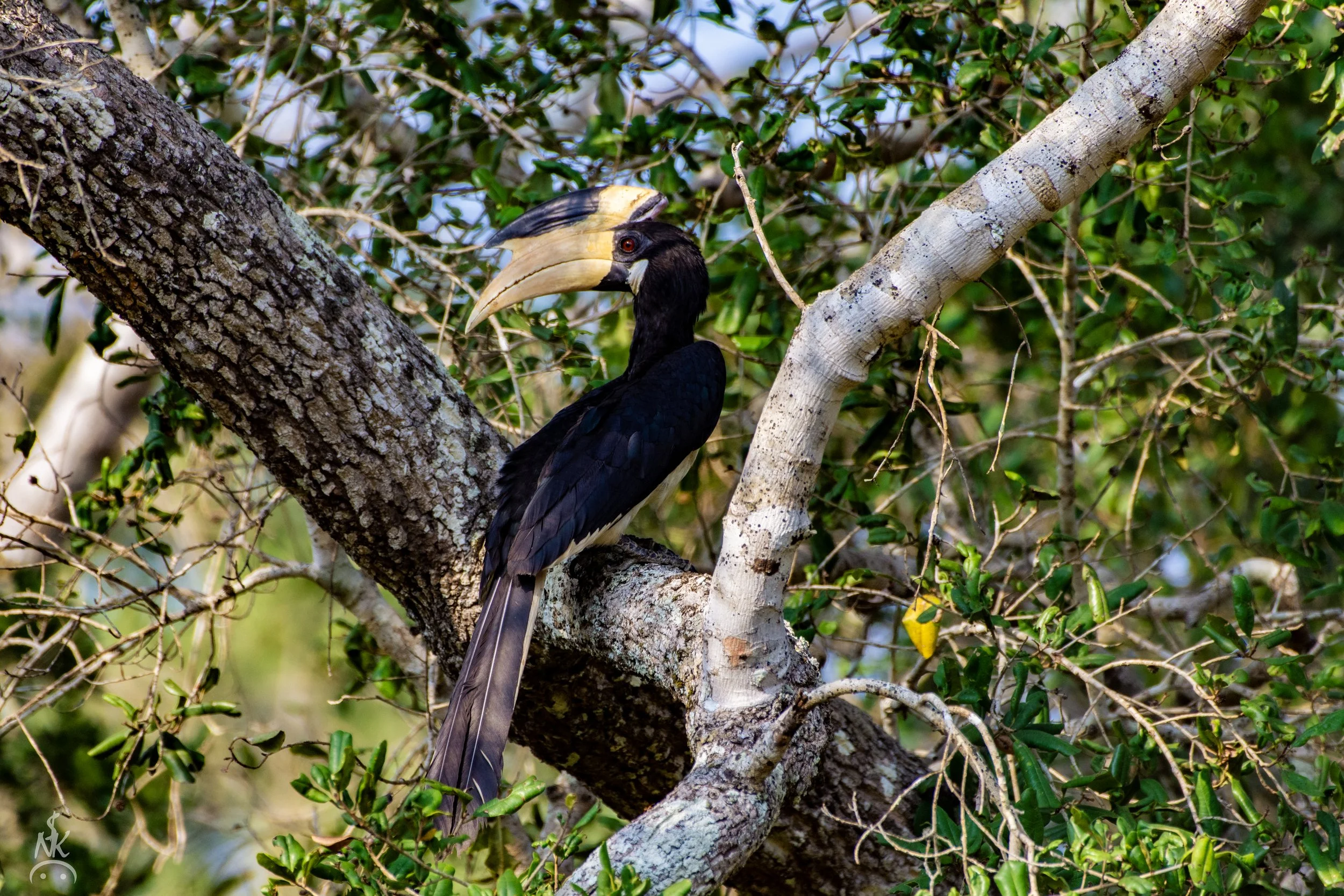 Grey Hornbill