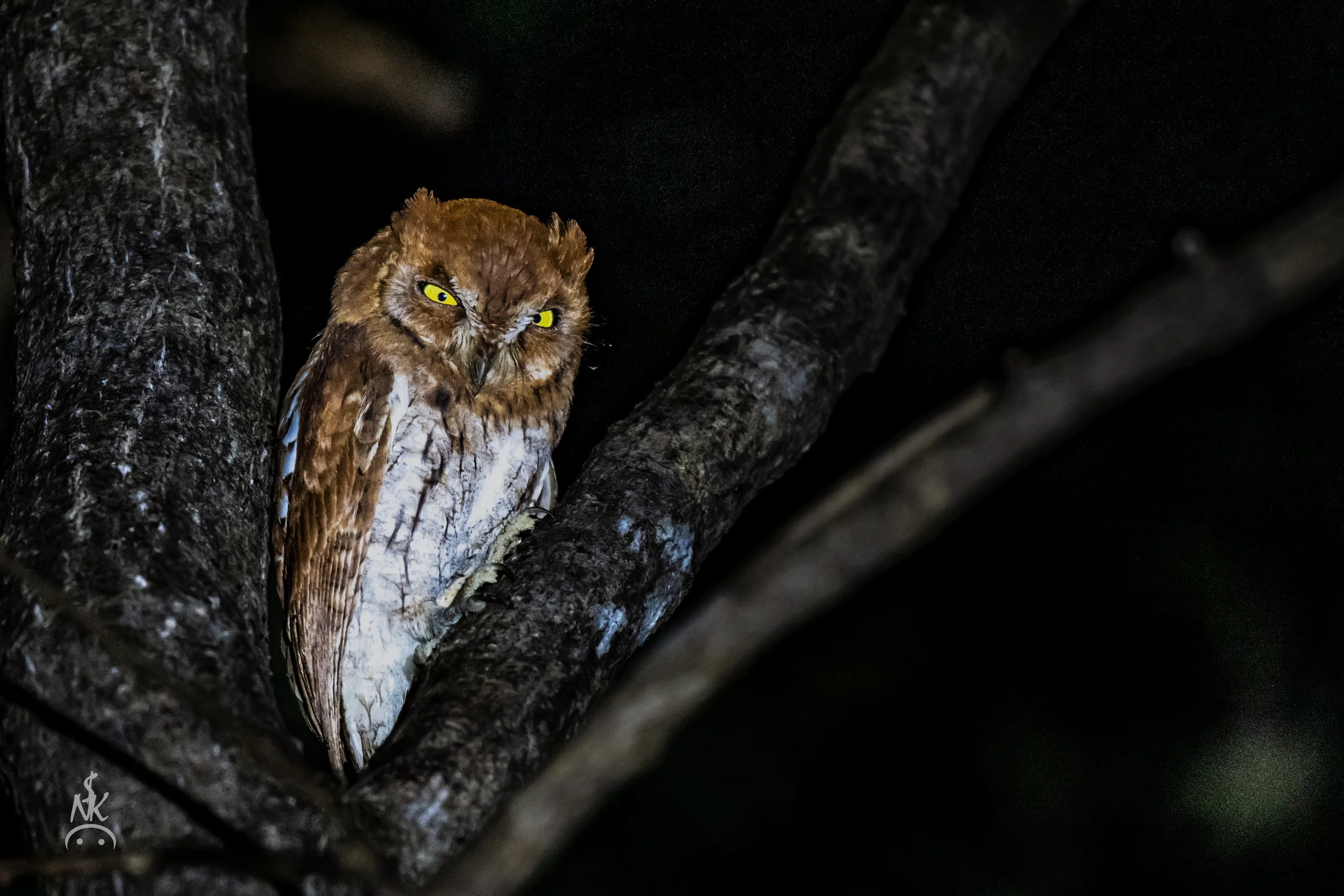 Oriental Scops-Owl