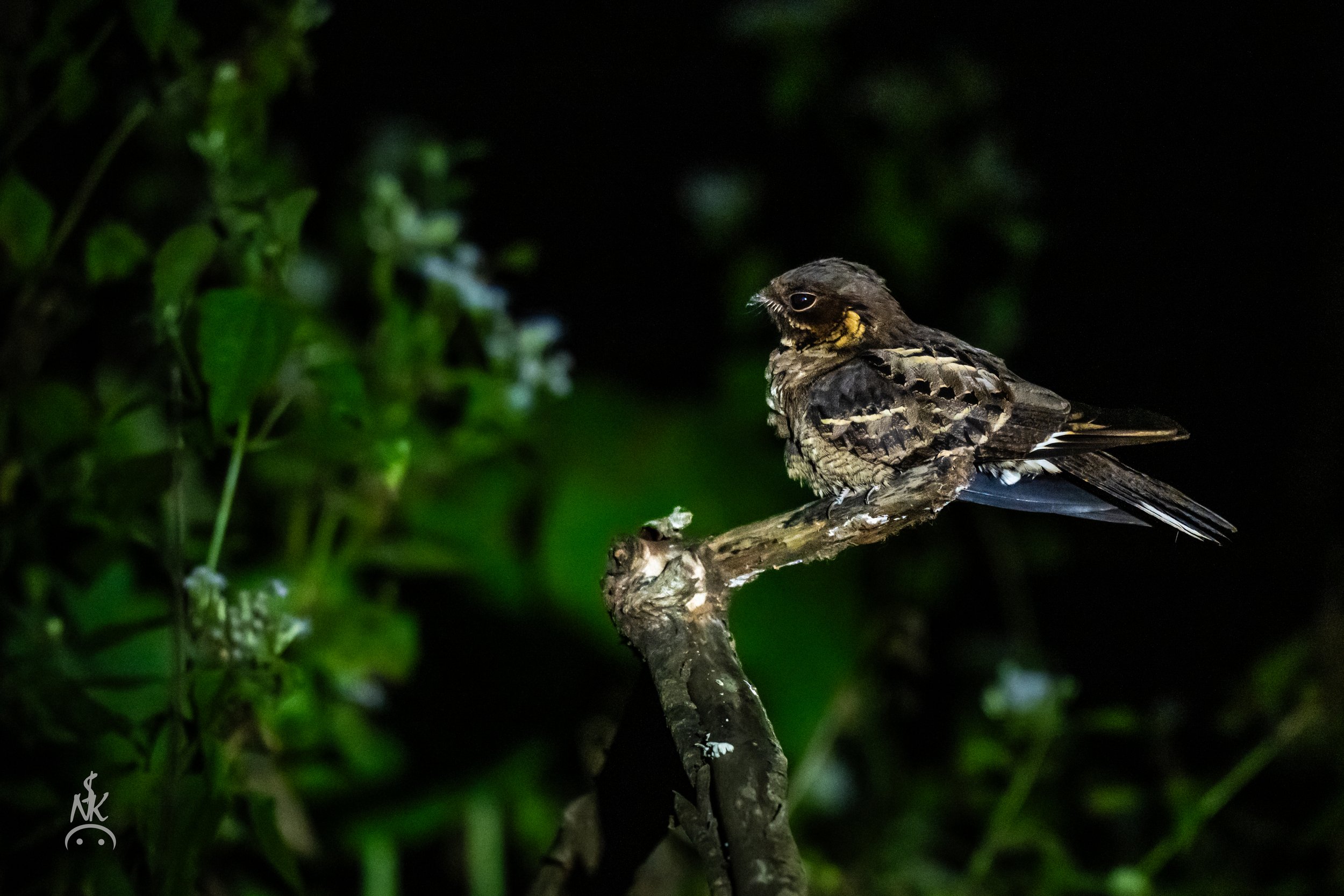 Jerdon's Nightjar