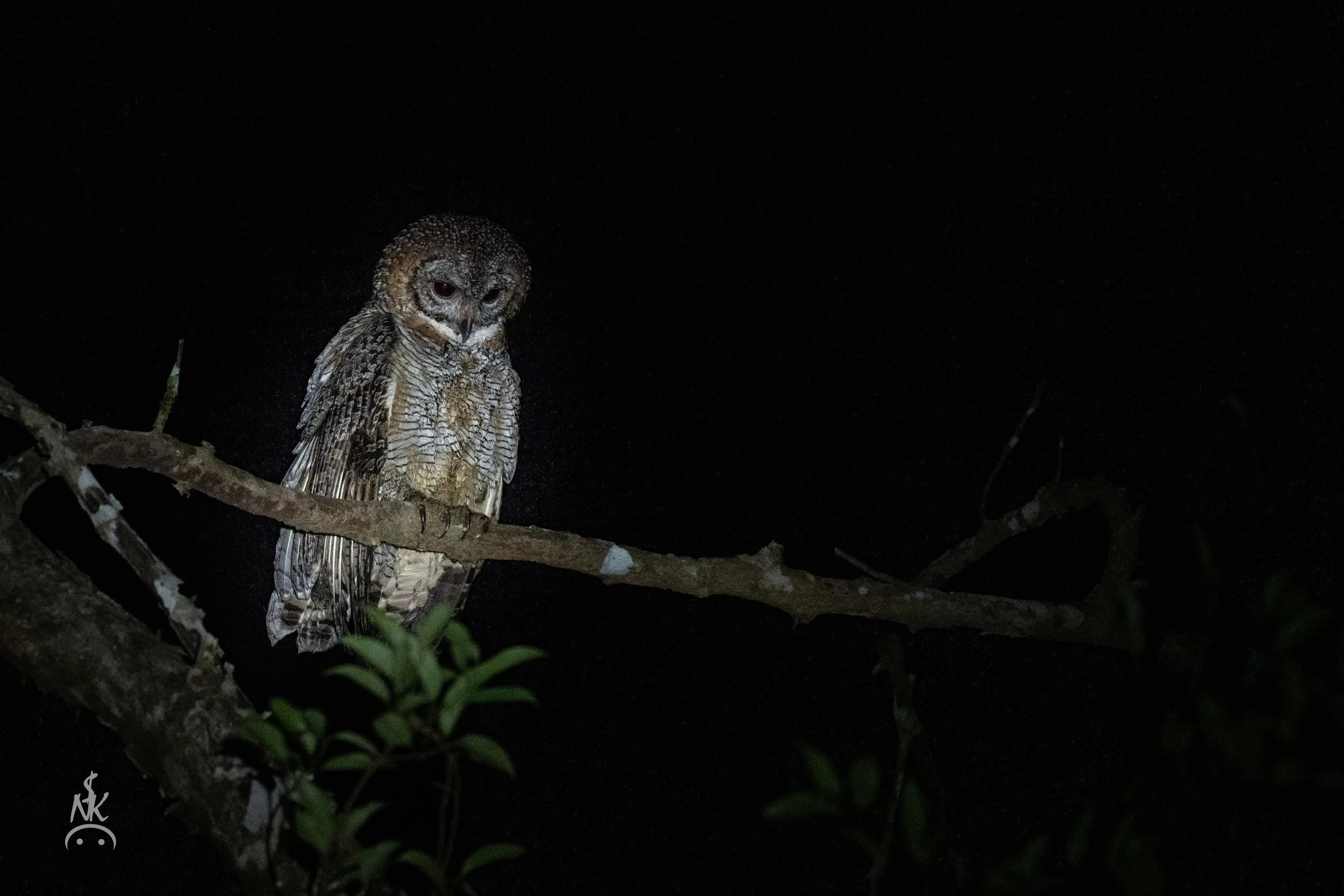 Mottled Wood Owl