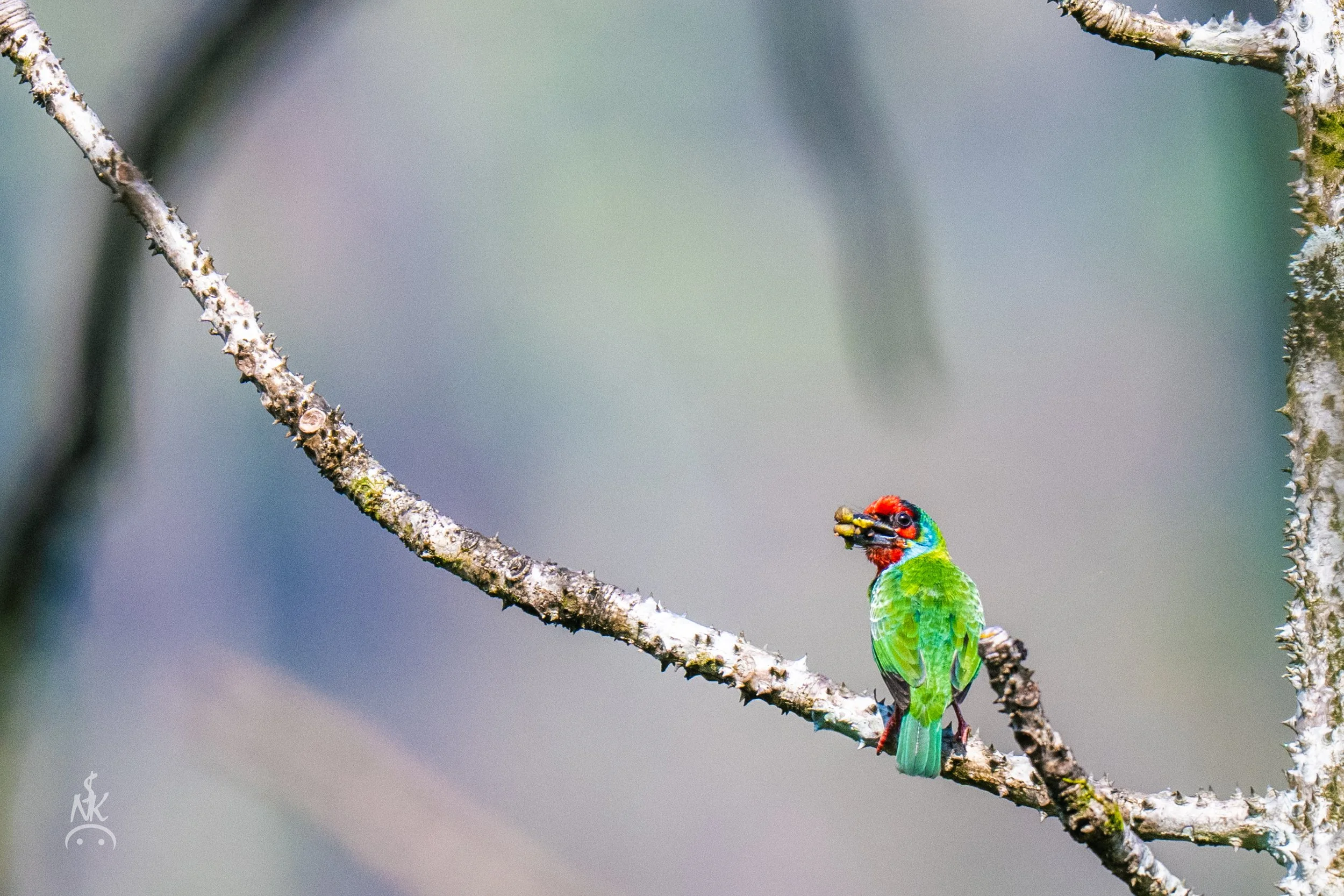 Malabar Barbet