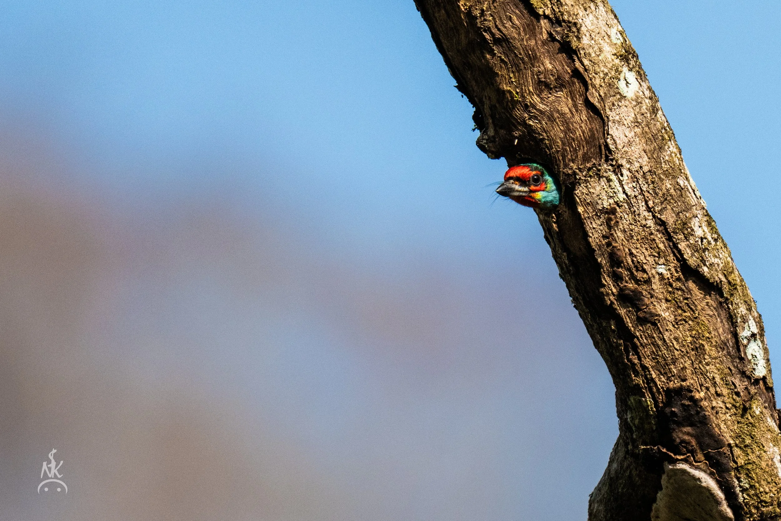 Malabar Barbet