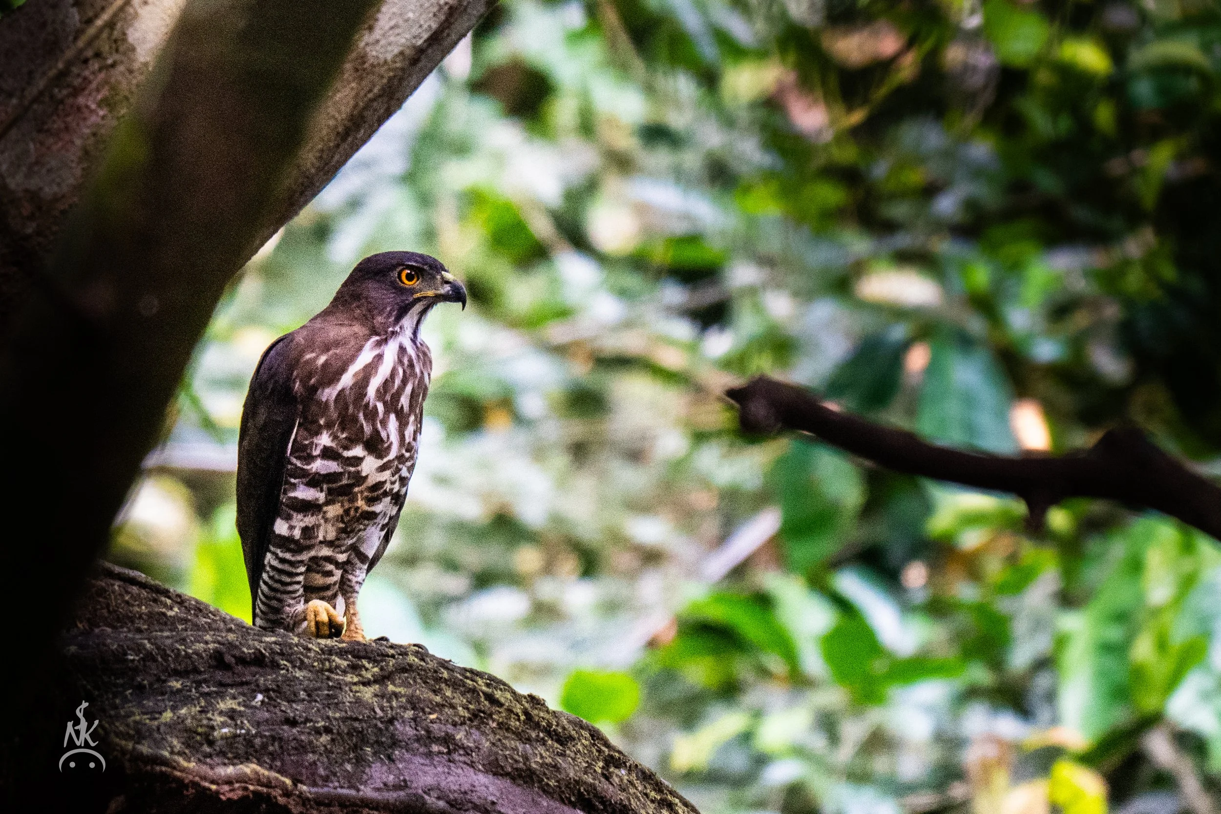 Crested Goshawk