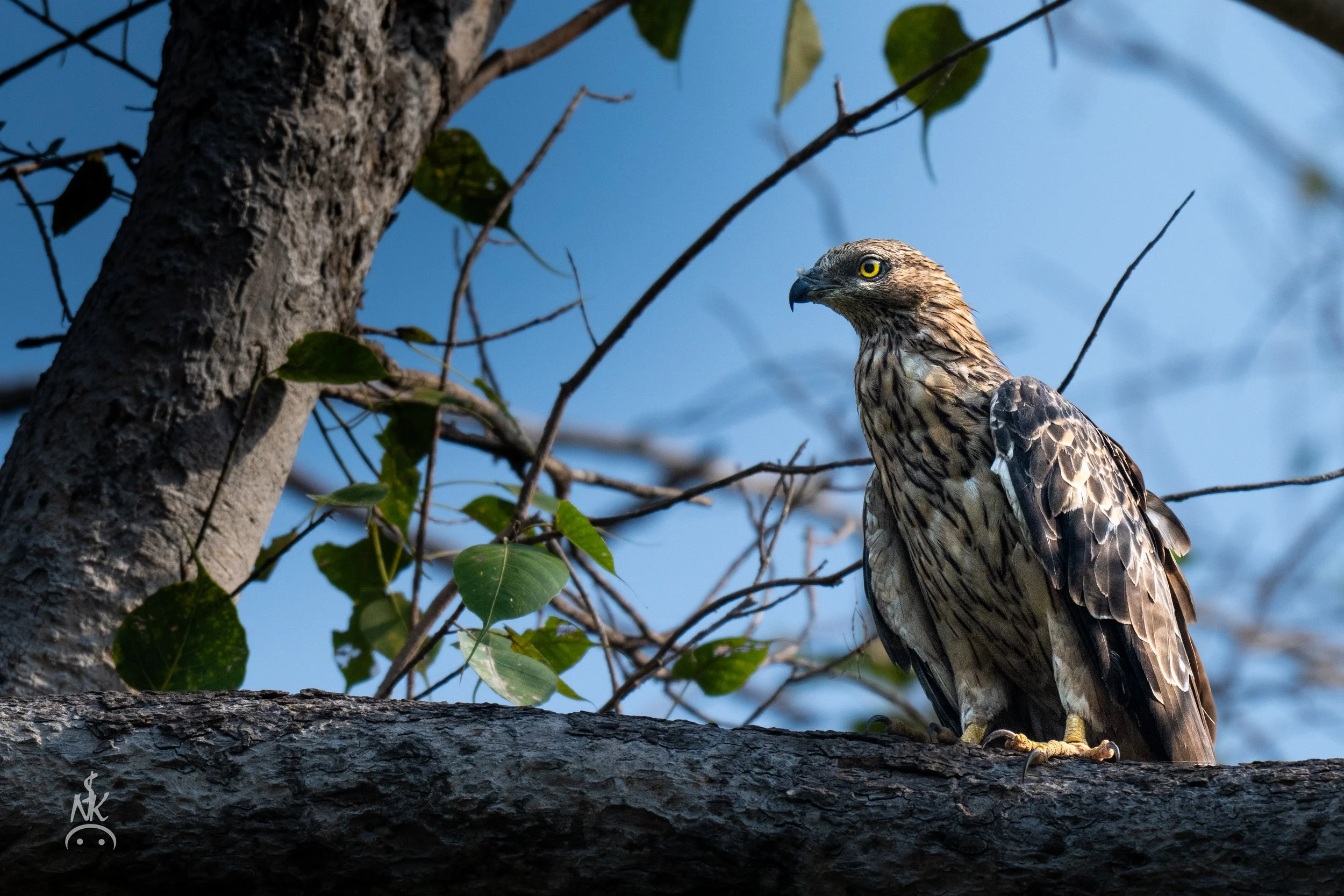 Honey Buzzard