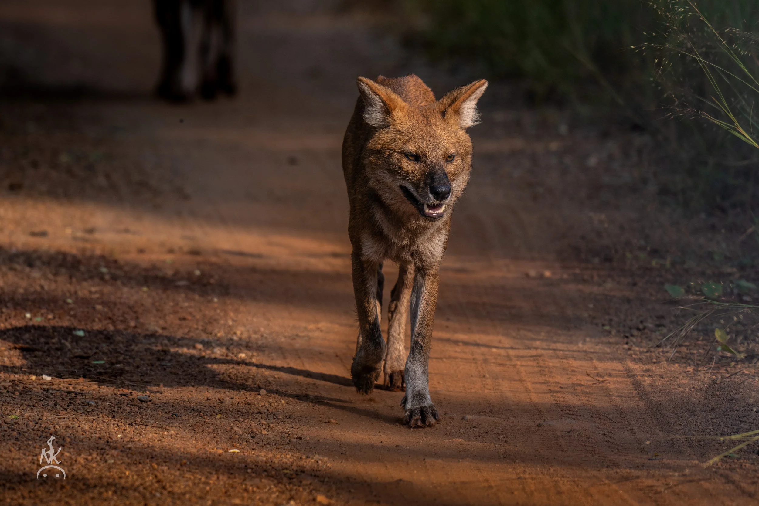 Wild dogs