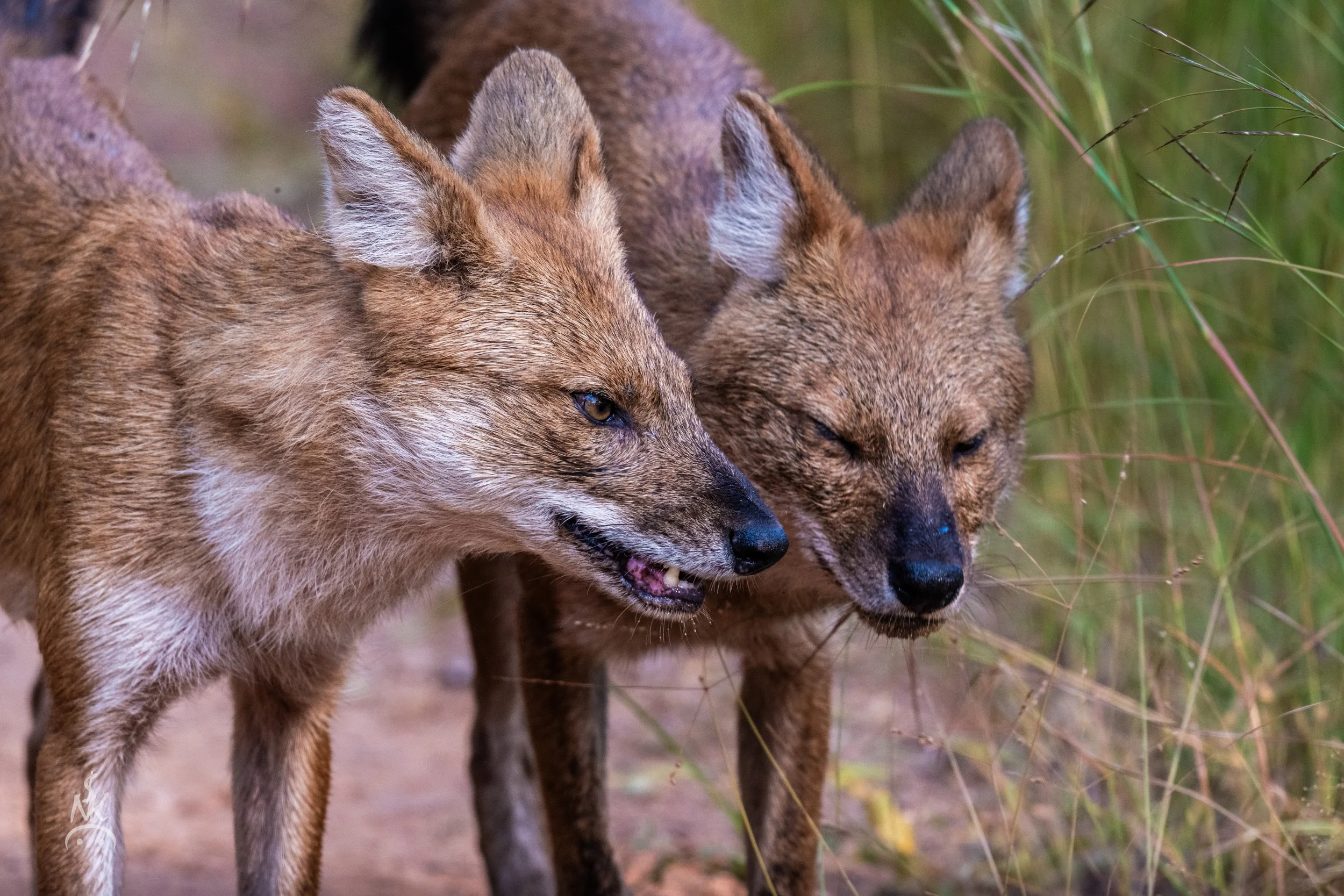 Wild dogs