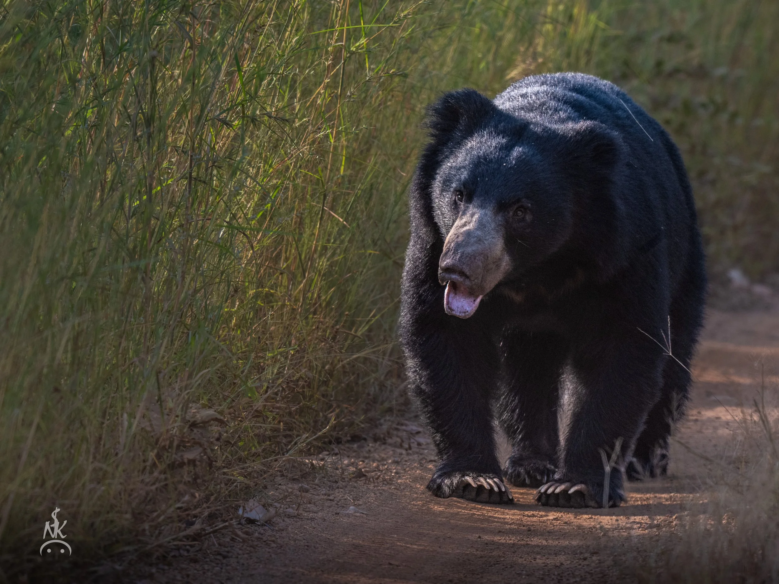 Sloth Bear