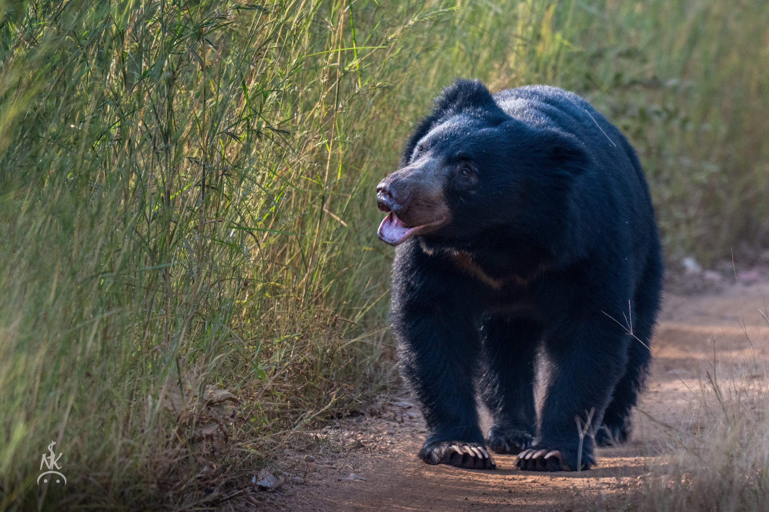 Sloth Bear