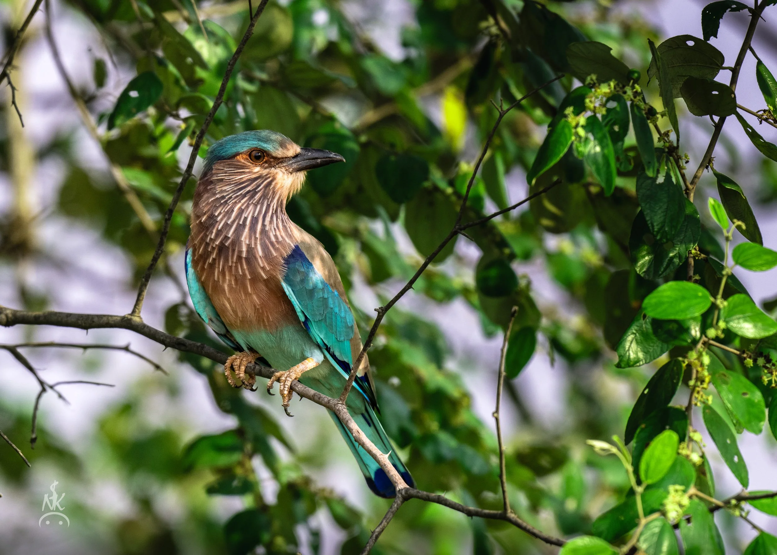Indian Roller