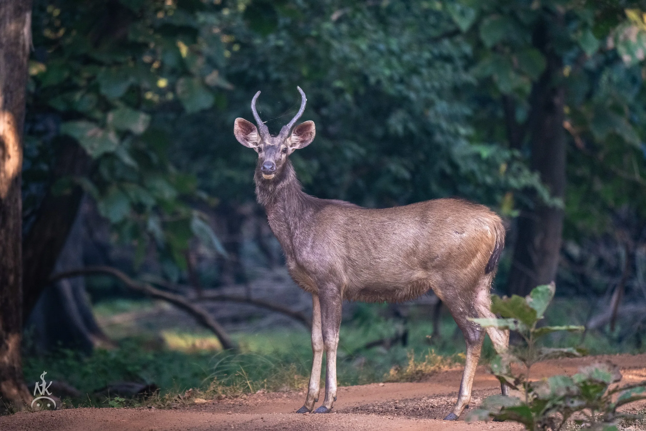 Sambar Deer
