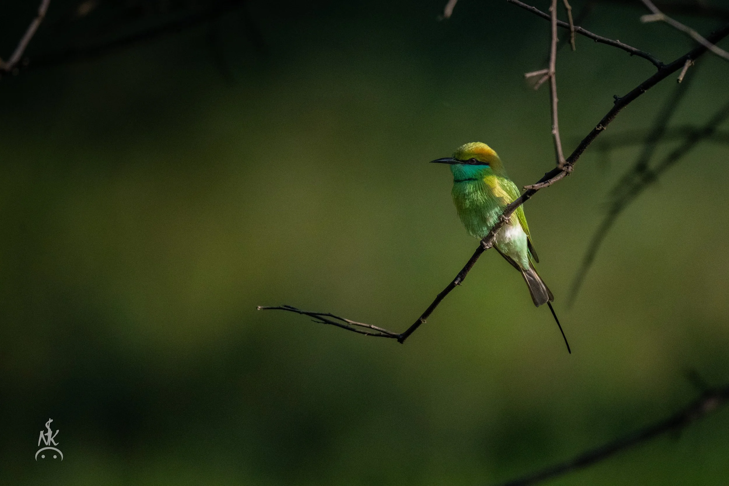 Green Bee Eater