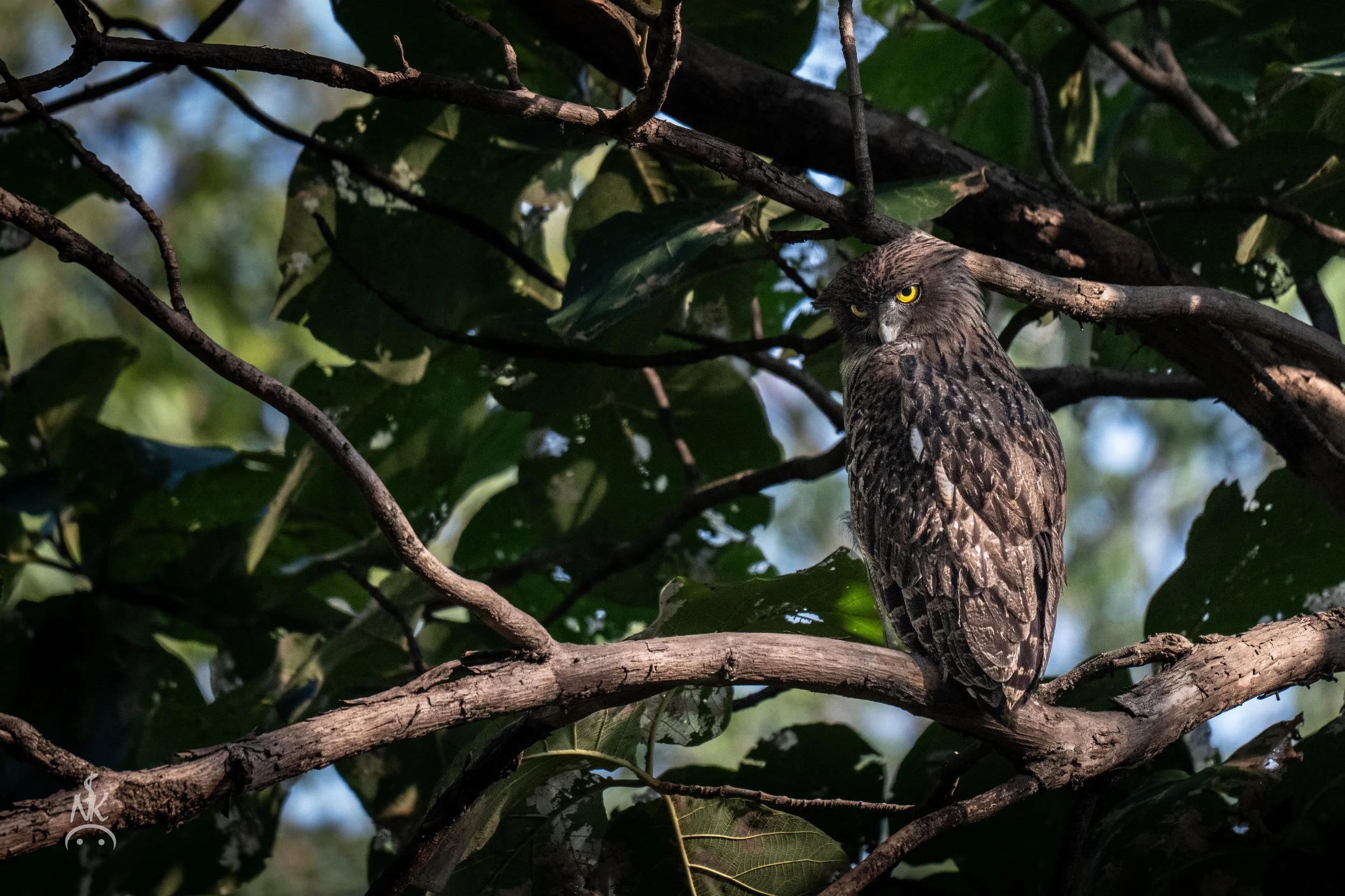 Brown Fish Owl