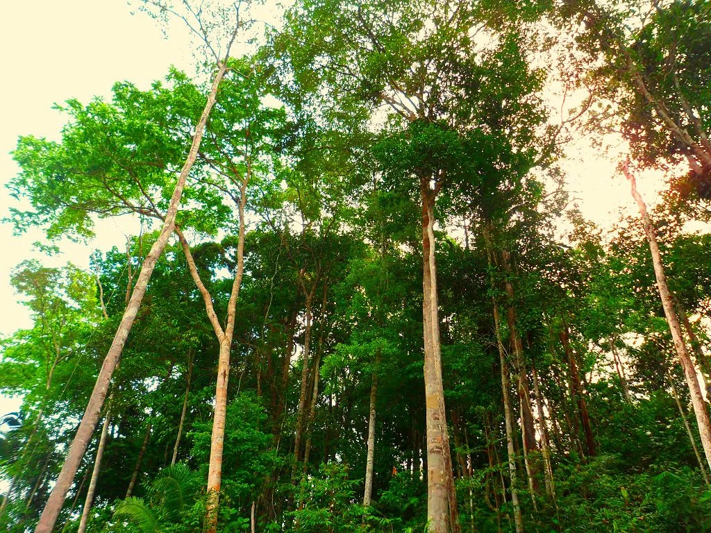 Could Ecotourism Squelch The Scorching of The Amazon