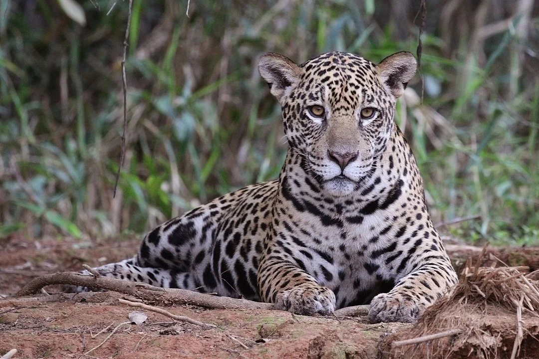 The South American jaguar at Piquiri River, Mato Grosso state, Brazil, is another animal at great risk.