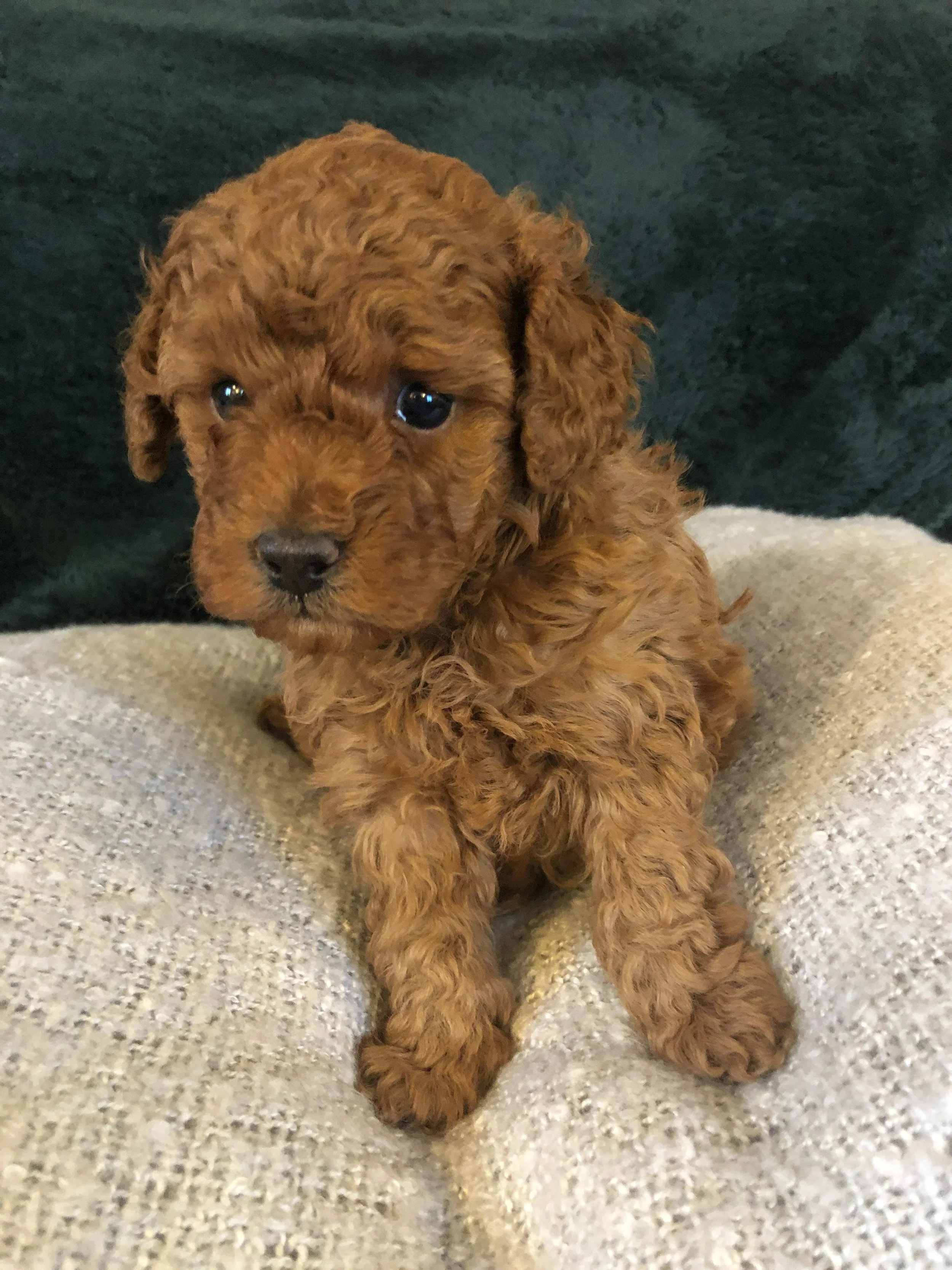 orange teacup poodle
