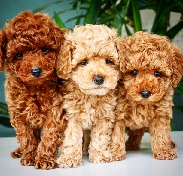 Red poodle puppies are just so divine!  Join our waiting list! 💕🐩✨#redtoypoodle #toypoodlepuppies #toypoodlebreeders #uktoypoodleclub #poodlefamily #welovepoodles