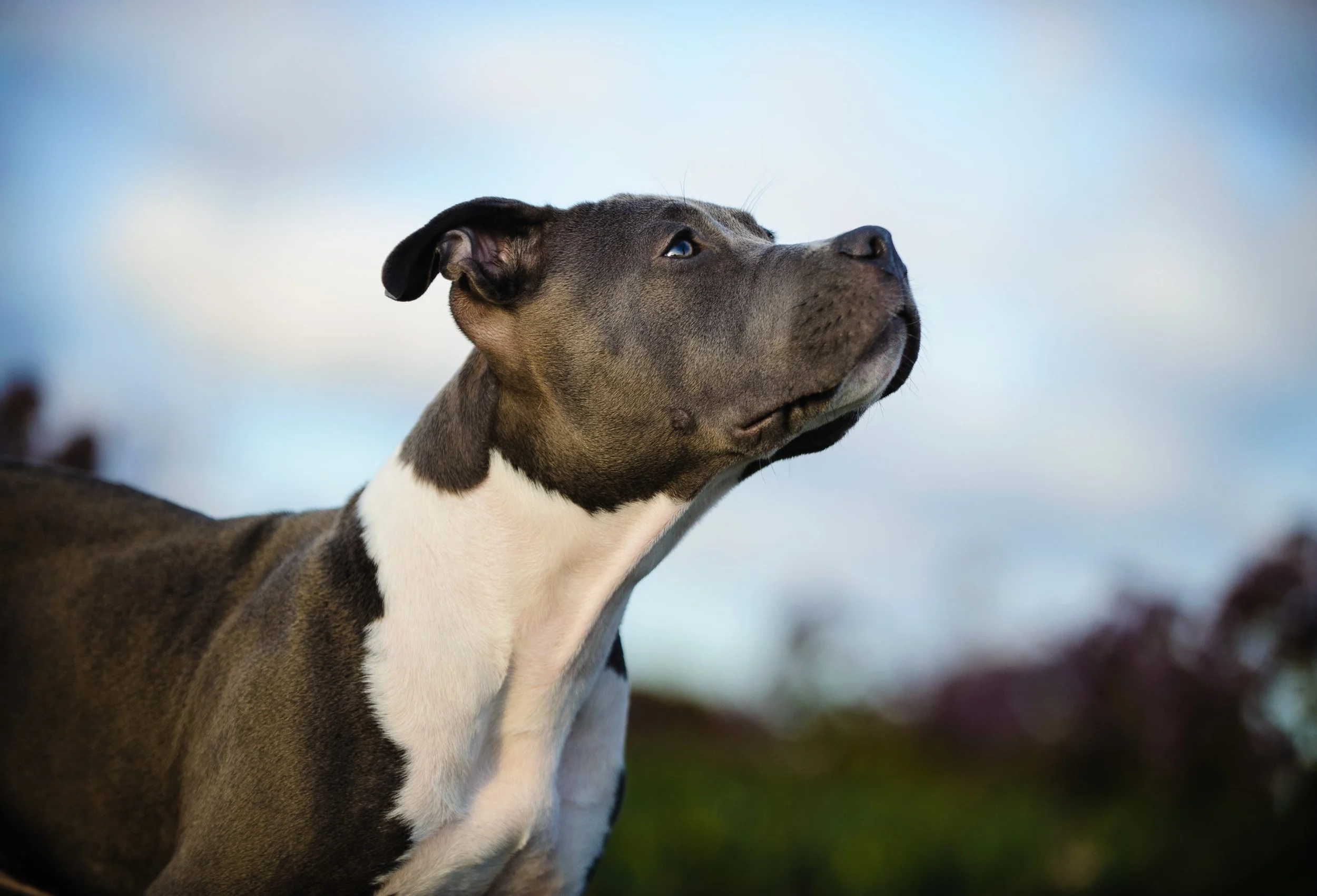 Breed-Specific Legislation