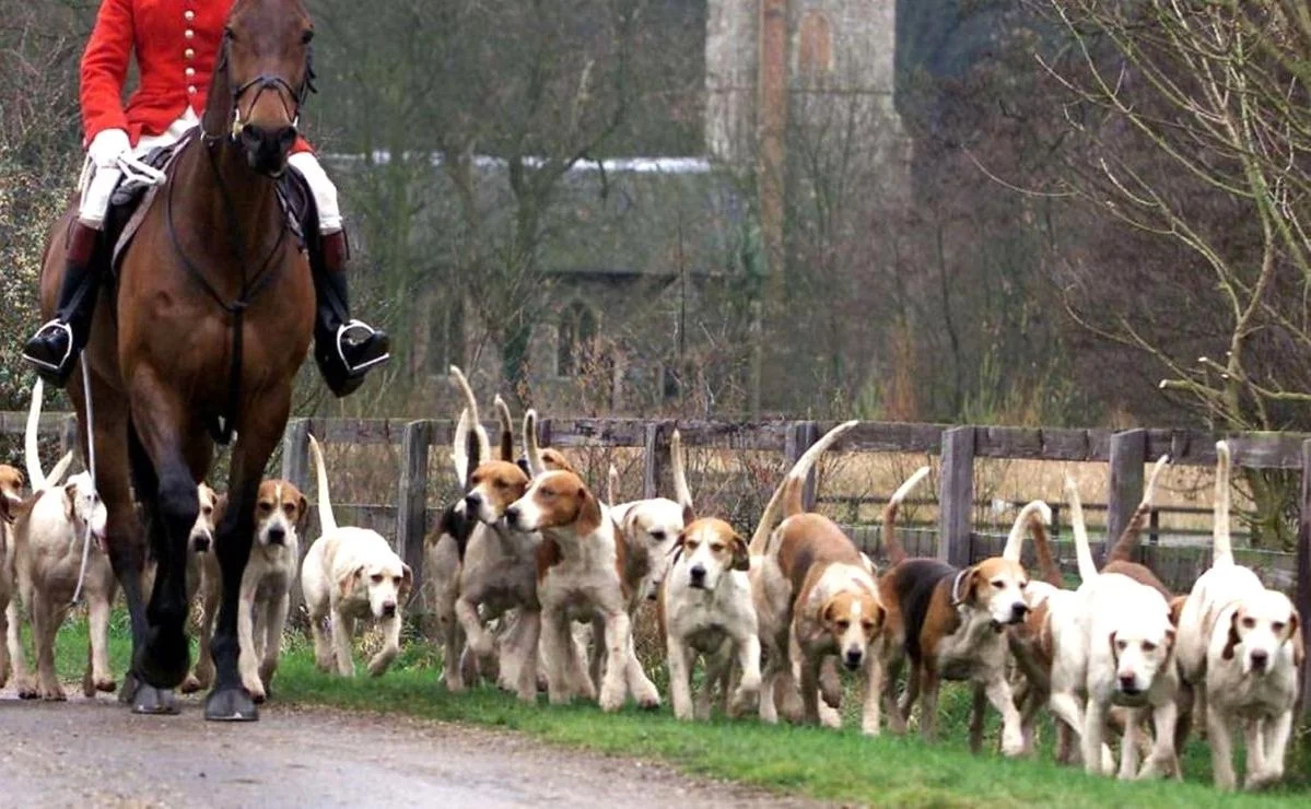 Hunting with Dogs