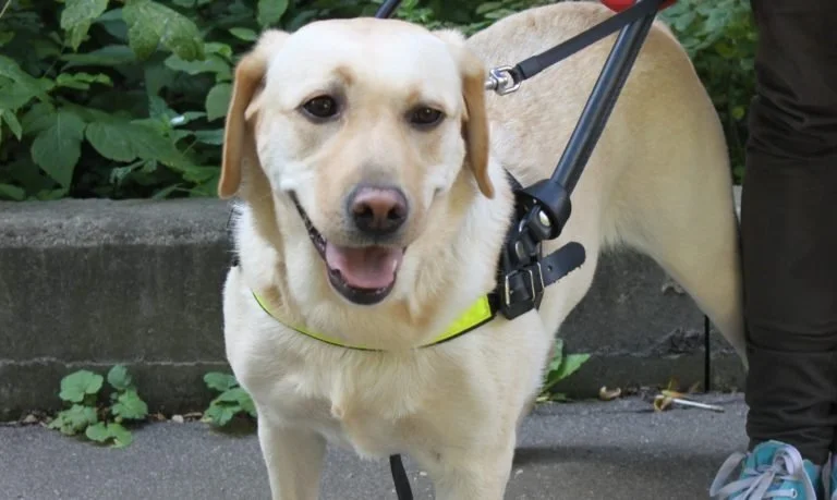 Guide Dogs