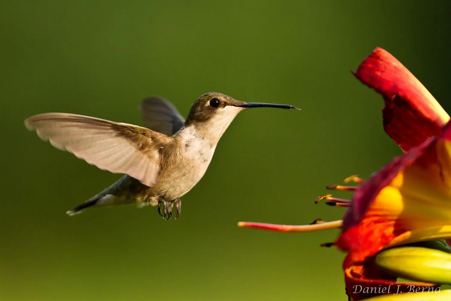 Hummer 42A.jpg