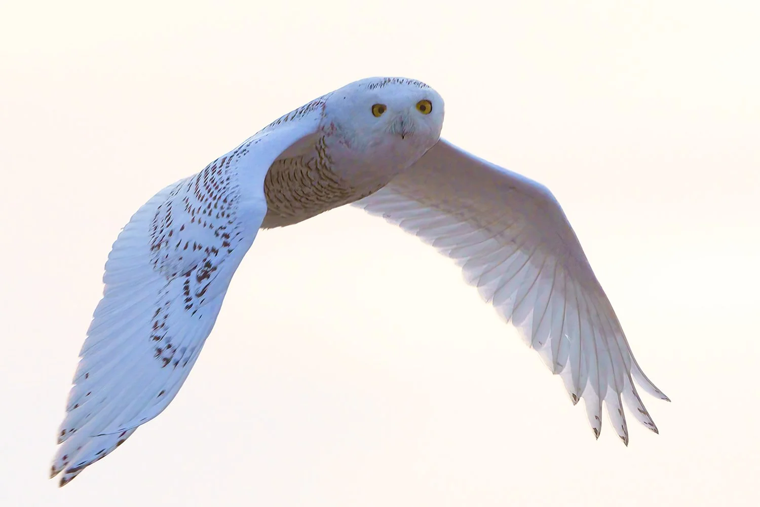 Snowy Owl.jpg 185.jpg