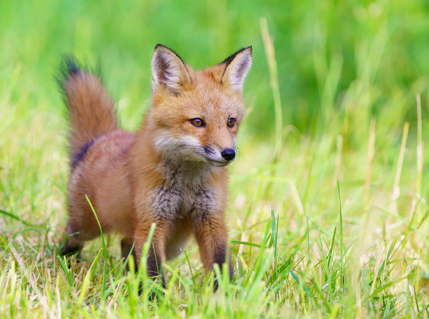 Red Fox 75.jpg