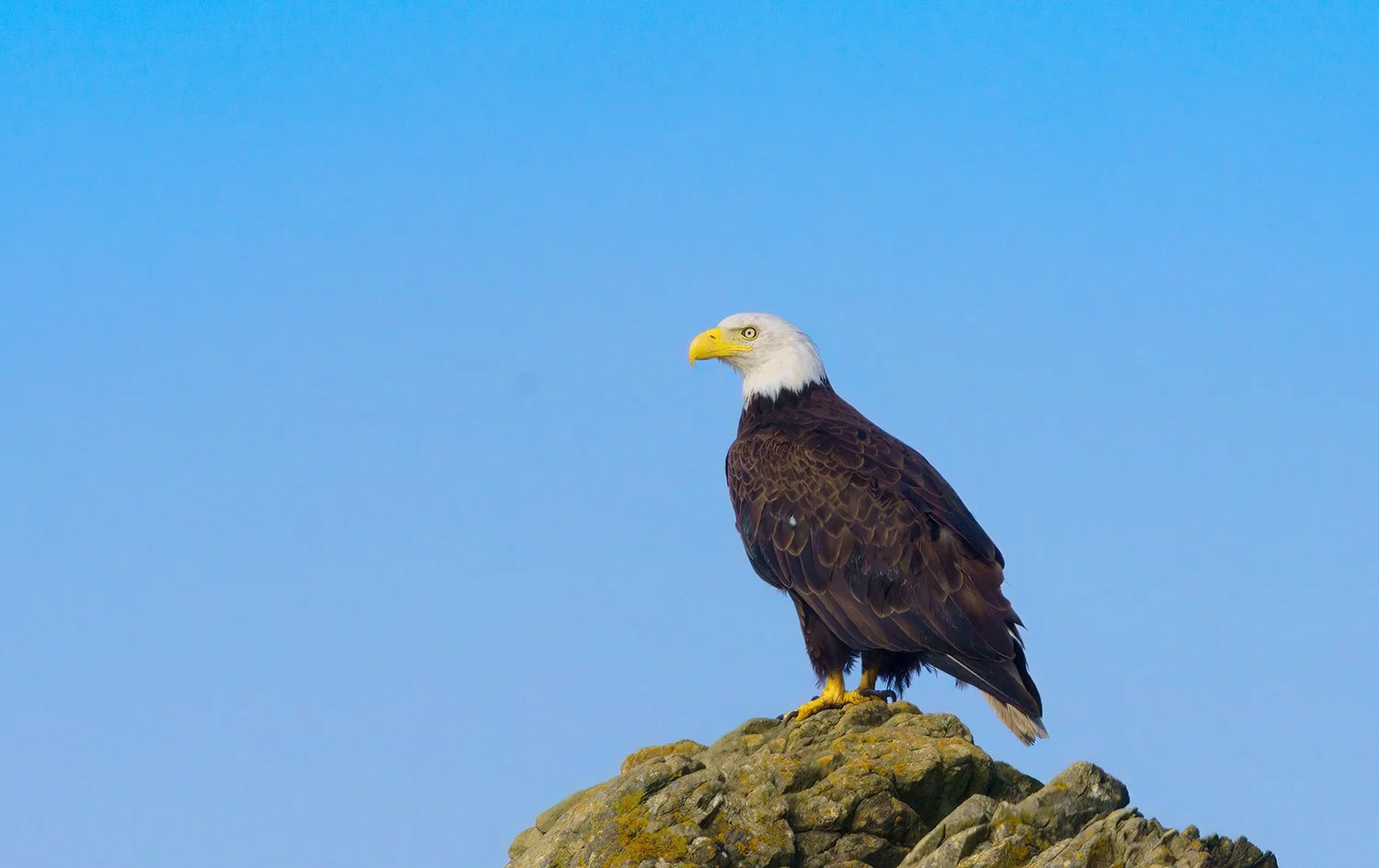 Bald Eagle 50.jpg