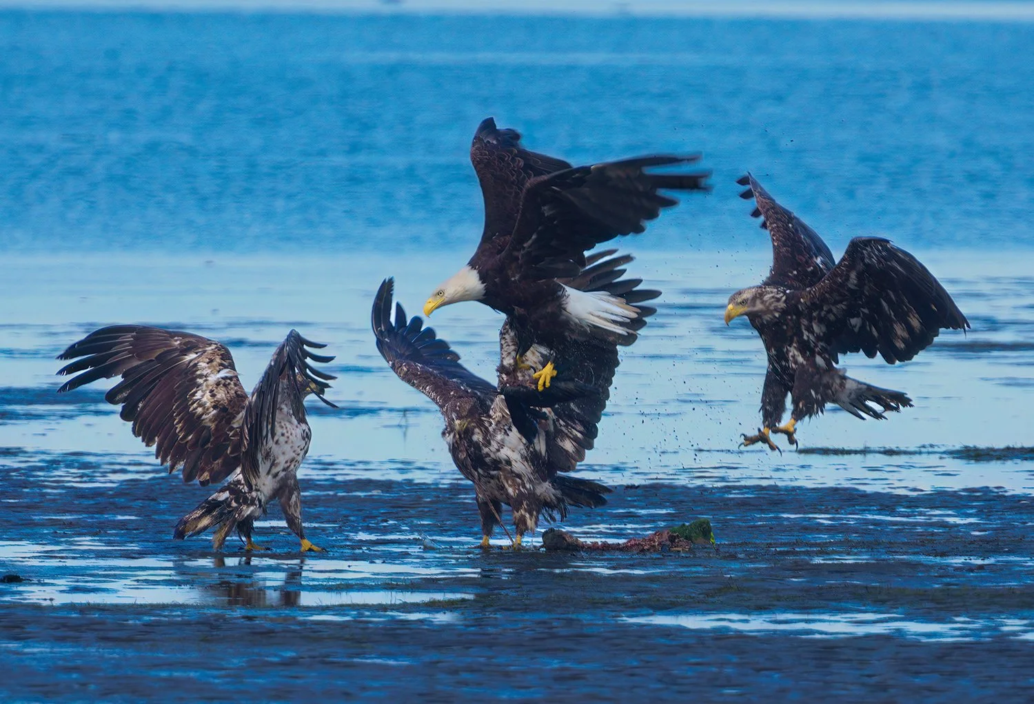 Bald Eagle 48.jpg