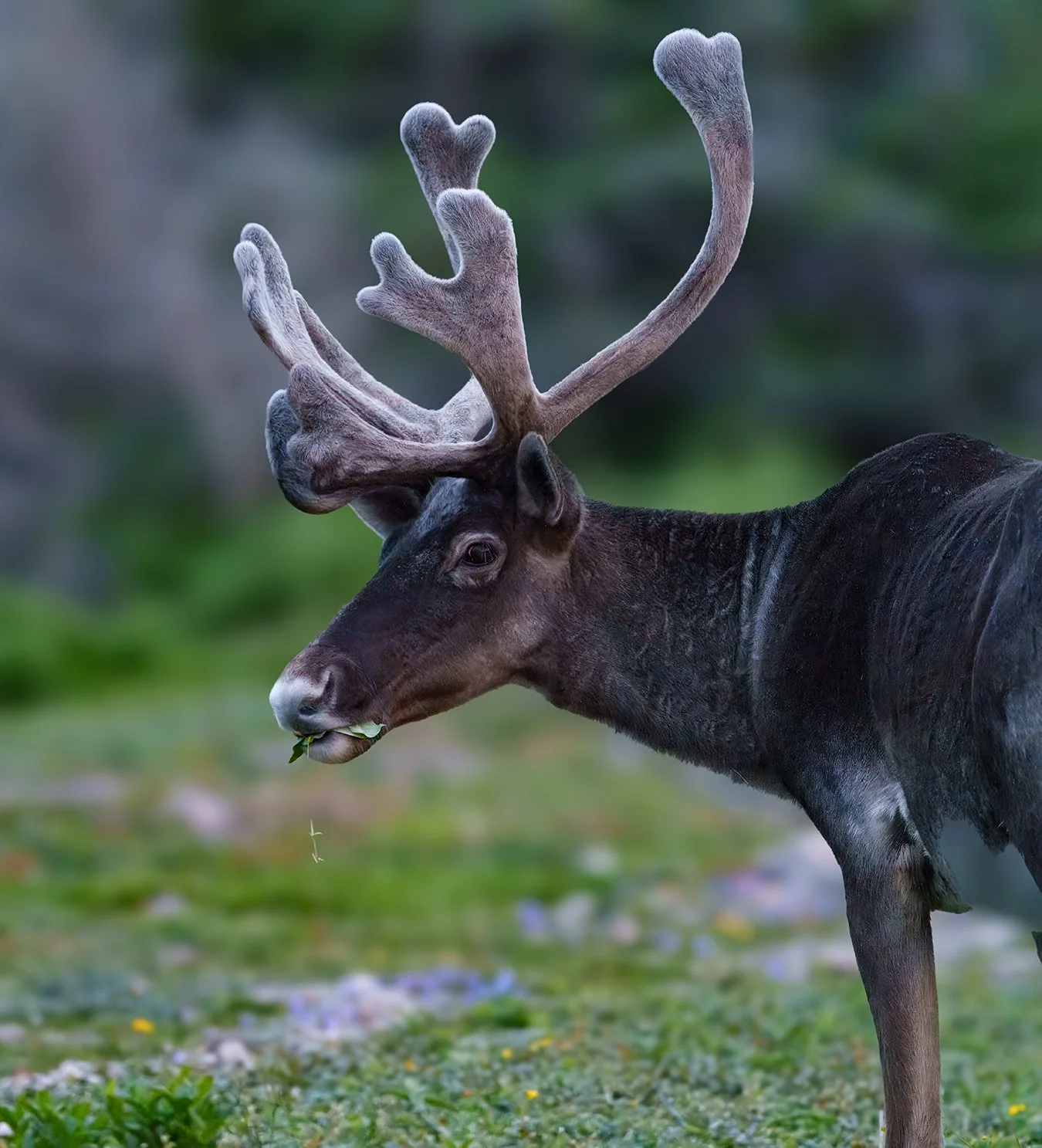 Caribou 5.jpg