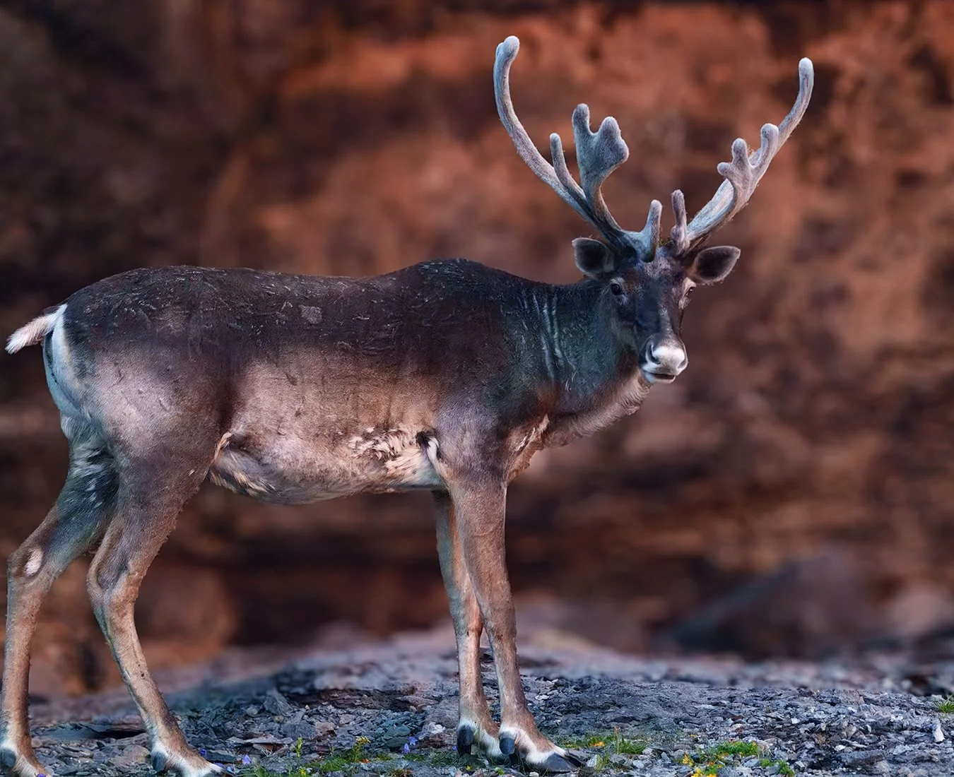 Caribou 9.jpg