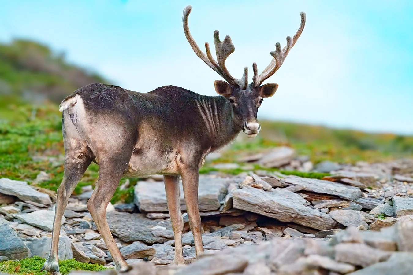 Caribou 7.jpg