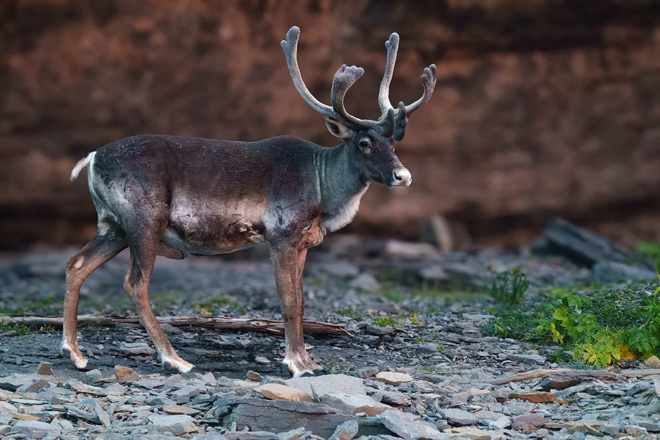 Caribou 4.jpg