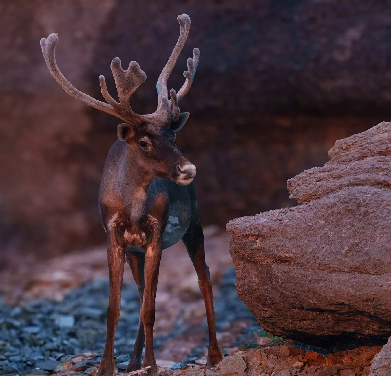 Caribou 2.jpg